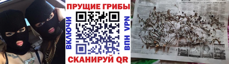 Купить где  Николаевск-на-Амуре  Галлюциногенные грибы Magic Shrooms 